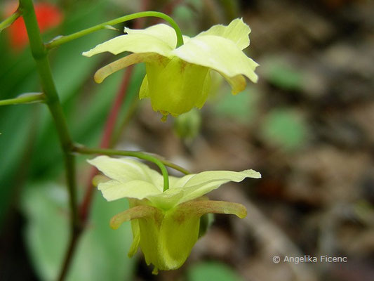 Epimedium versicolor sulphureum - Elfenblume