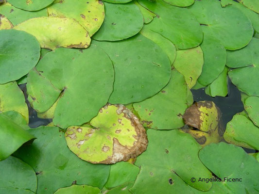 ymphoides peltata - Heimische Seekanne  © Mag. Angelika Ficenc