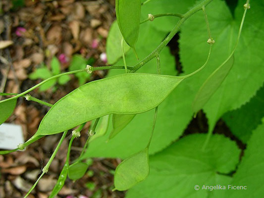 Lunaria redivia  © Mag. Angelika Ficenc