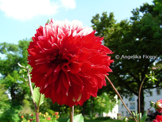 Dahlia "Aachener Karbeval"   © Mag. Angelika Ficenc