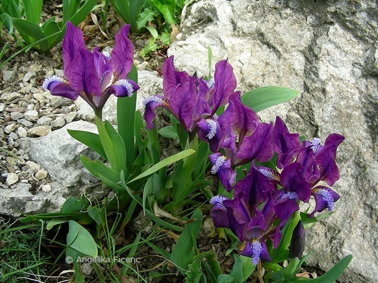 Iris pumila - Zwerg Iris   © Mag. Angelika Ficenc