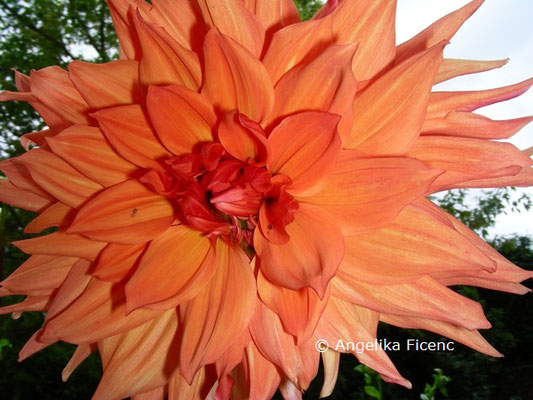 Dahlia "Bill Homberg"   © Mag. Angelika Ficenc