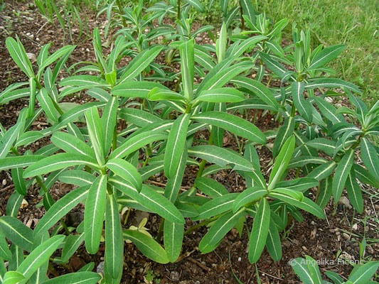 Euphorbia schillingii - Wolfsmilch, Blätter, Habitus  © Mag. Angelika Ficenc