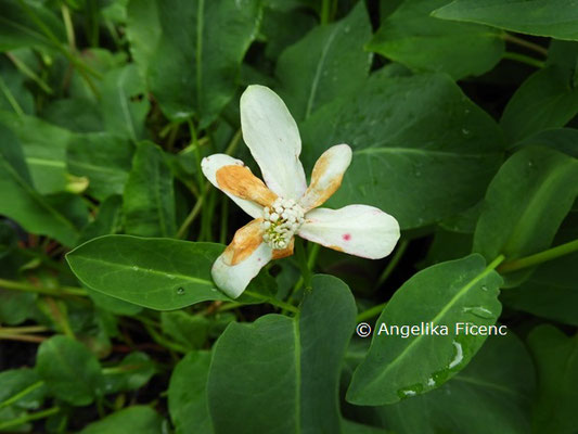 Anemopsis californica  © Mag. Angelika Ficenc