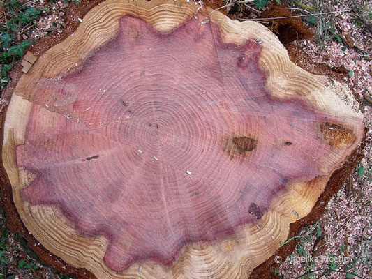 Sequaidendron giganteum   © Mag. Angelika Ficenc