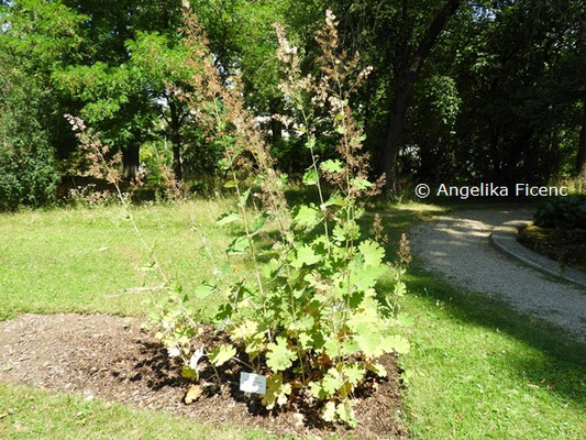 Macleaya cordata var. cordata © Mag. Angelika Ficenc