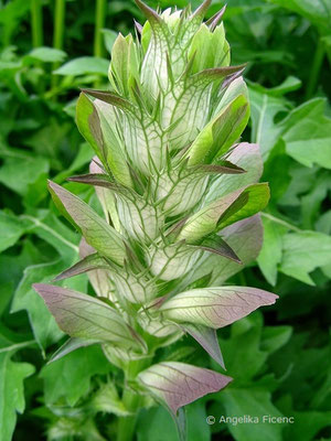 Acanthus mollis - Wahrer Bärenklau, Blütenstand    © Angelika Ficenc