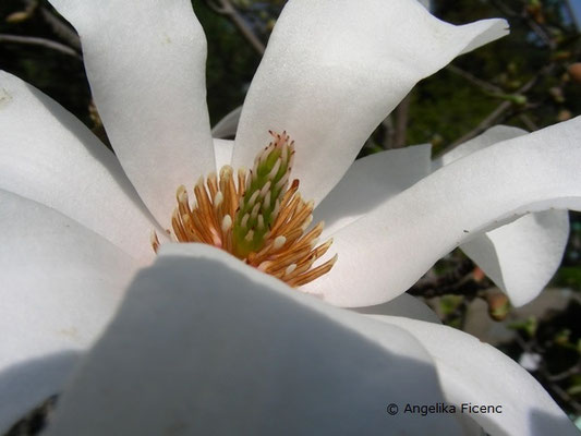 Magnolia stellata "Royal Star" - Stern Magnolie  © Mag. Angelika Ficenc