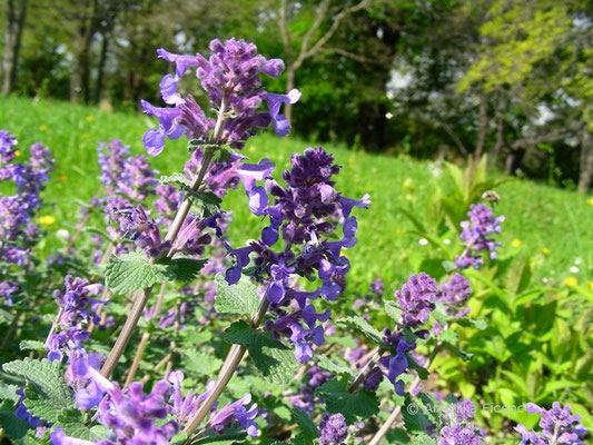 Nepeta racemosa - Traubige Katzenminze  © Mag. Angelika Ficenc