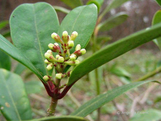 Skimmia japonica - Skimmie  © Mag. Angelika Ficenc