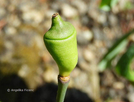 Jeffersonia diphylla © Mag. Angelika Ficenc