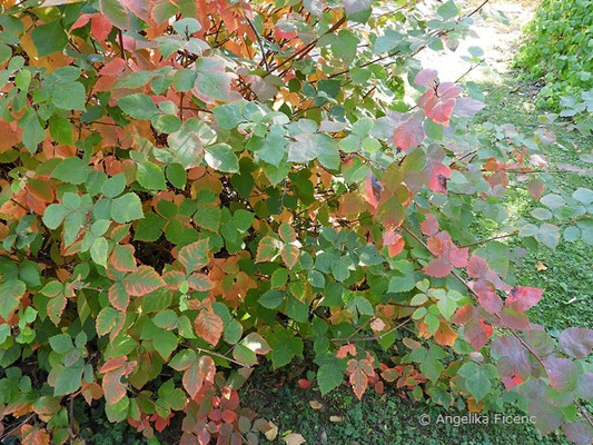 Rhus aromatica - Essigbaum , beginnende Herbstfärbung    © Mag. Angelika Ficenc