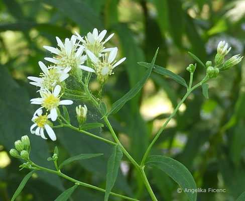 Doelingeria umbellata - Schirm Aster  © Mag. Angelika Ficenc