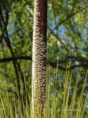 Australischer Grasbaum, Xanthorrhoea glauca subsp. glauca, © Mag. Angelika Ficenc