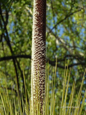 Australischer Grasbaum, Xanthorrhoea glauca subsp. glauca, © Mag. Angelika Ficenc