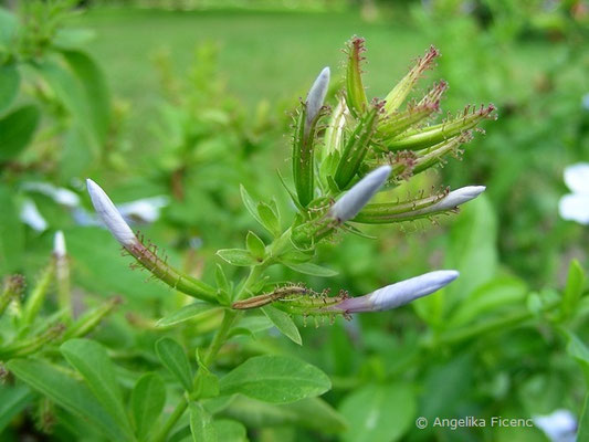 Plumbago auriculata - Bleiwurz  © Mag. Angelika Ficenc