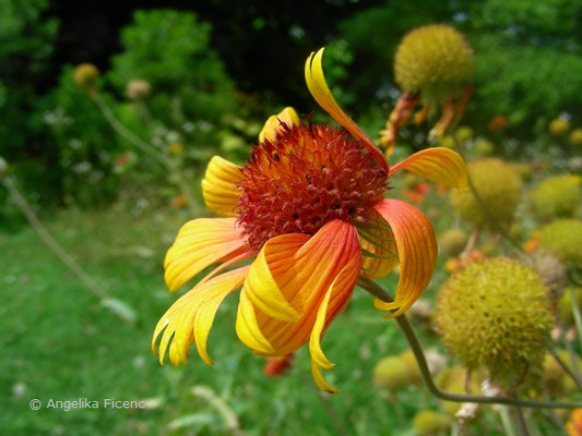 Gaillardia drummondii - Kokardenblume  © Mag. Angelika Ficenc