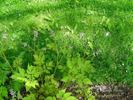 Corydalis temulifolia - Lerchensporn  © Mag. Angelika Ficenc