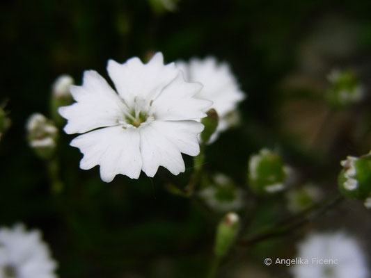 Heliosperma alpestre - Großer Strahlensame  © Mag. Angelika Ficenc