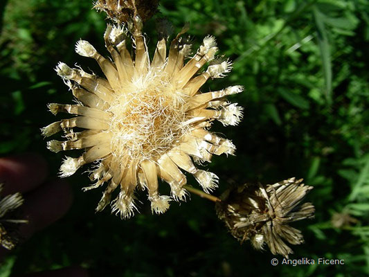 Centaurea scabiosa - Skabiosen Flockenblume, Samen  © Mag. Angelika Ficenc