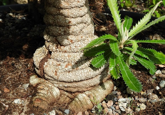 Banksia serrata  © Mag. Angelika Ficenc