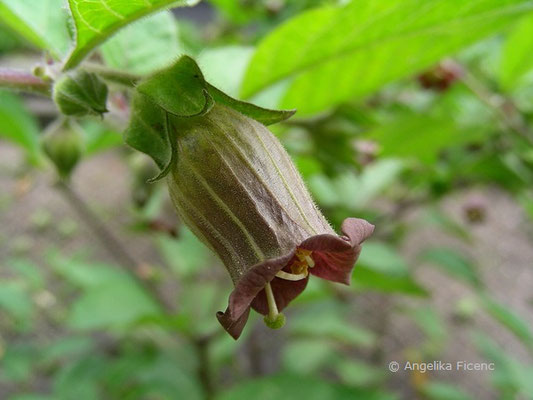 Atropa bella-donna © Mag. Angelika Ficenc