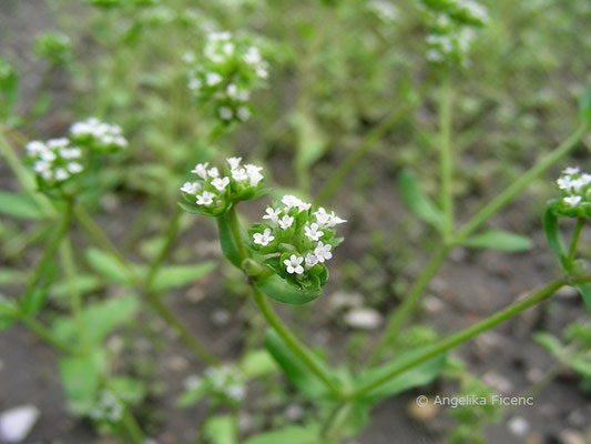 Valerianella locusta - Gewöhnlicher Feldsalat  © Mag. Angelika Ficenc