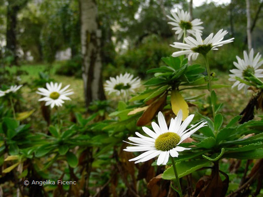 Nipponanthemum nipponicum - Nippon Chrysantheme  © Mag. Angelika Ficenc