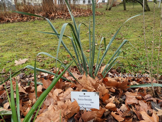 Beschoneria yuccoides © Mag. Angelika Ficenc