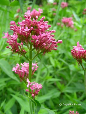 Kentranthus ruber - Spornblume  © Mag. Angelika Ficenc