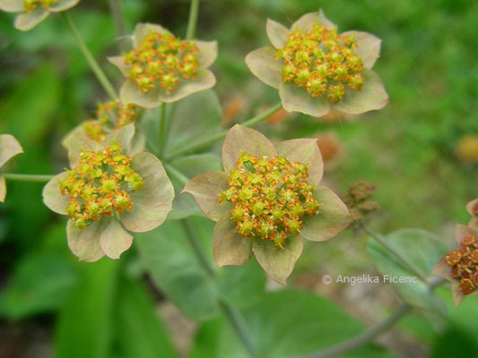 Bupleurum longifolium - Langblättriges Hasenohr  © Mag. Angelika Ficenc