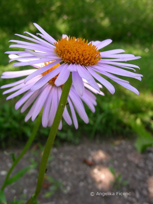 Aster tongolensis  © Mag. Angelika Ficenc