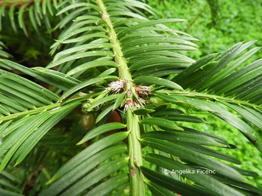 Cephalotaxus fortunei   © Mag. Angelika Ficenc