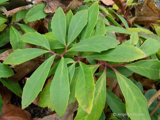 Helleborus niger - Schneerose, Laubblatt  © Mag. Angelika Ficenc