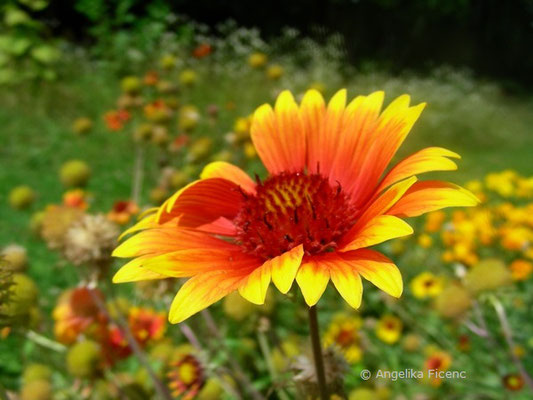 Gaillardia drummondii - Kokardenblume, Blüte Seitenansicht  © Mag. Angelika Ficenc