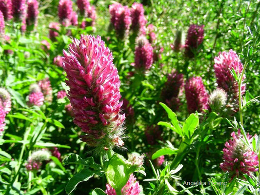 Trifolium rubens - Fuchsklee   © Mag. Angelika Ficenc