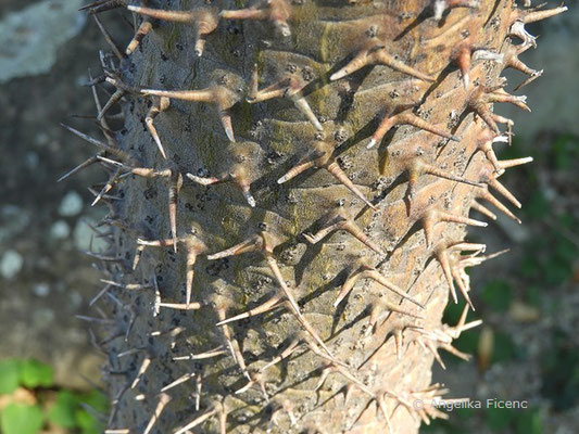 Pachypodium lamerei - Madagaskar Palme, bestachelter Stamm