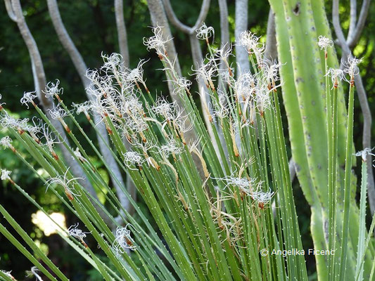 Dasylirion acrotrichum, Habitus © Mag. Angelika Ficenc