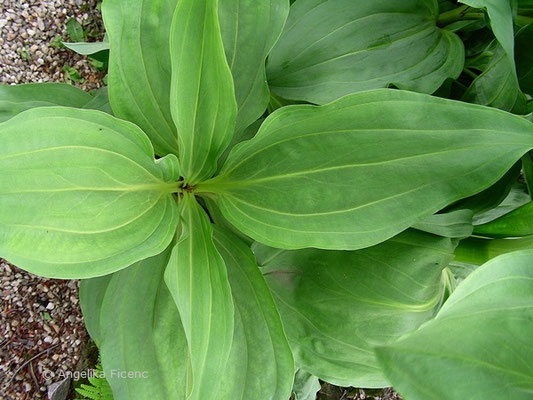 Gentiana lutea - Gelber Enzian,   © Mag. Angelika Ficenc