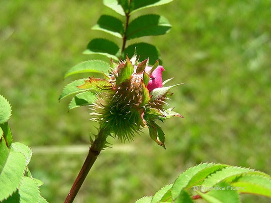 Rosa roxburghii - Igelrose, Knospe  © Mag. Angelika Ficenc