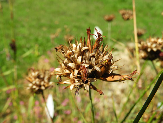 Dianthus gigantheus - Riesennelke  © Mag. Angelika Ficenc