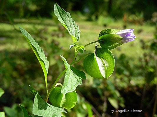 Nycandra physalodes - Blasen Giftbeere,   © Mag. Angelika Ficenc