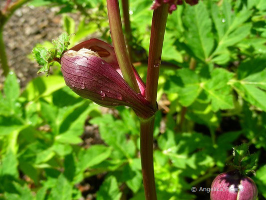 Angelica gigas - Engelwurz     © Mag. Angelika Ficenc