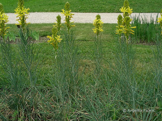 Asphodeline lutea - Gelber Affodil,   © Mag. Angelika Ficenc