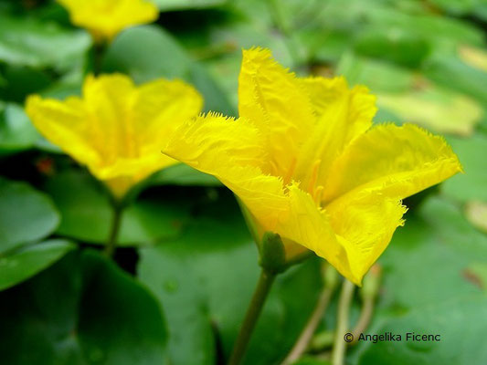 ymphoides peltata - Heimische Seekanne  © Mag. Angelika Ficenc