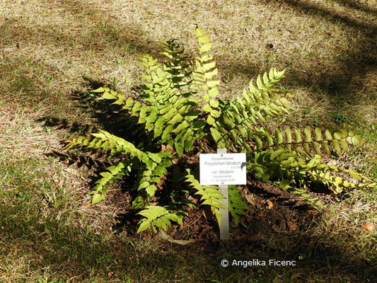 Polystichum falcatum var. falvatum   © Mag. Angelika Ficenc