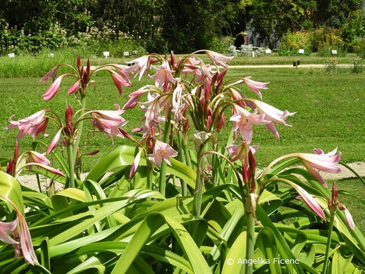 Crinum x powellii   © Mag. Angelika Ficenc