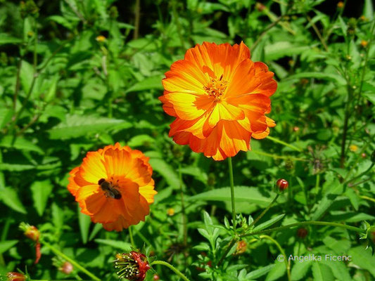 Cosmos sulphureus - Gelbes Schmuckkörbchen  © Mag. Angelika Ficenc