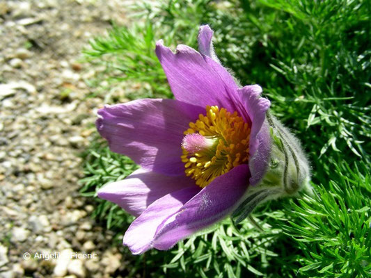 Pulsatilla vulgaris  © Mag. Angelika Ficenc