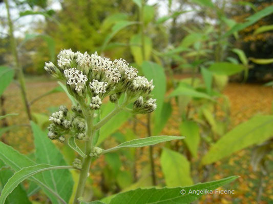 Podochaenium eminens  © Mag. Angelika Ficenc